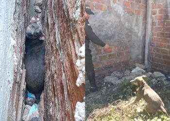 Policía rescató a canino que se encontraba atrapado entre paredes de una vivienda en Riohacha