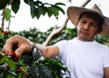 Según el DANE las exportaciones de productos agropecuarios, alimentos y bebidas crecieron 8,7 %
