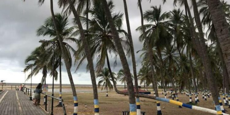 Golondrinas en invierno