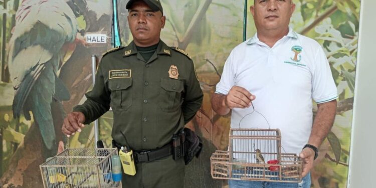Corpoguajira y Policía decomisan aves en cautiverio en Riohacha