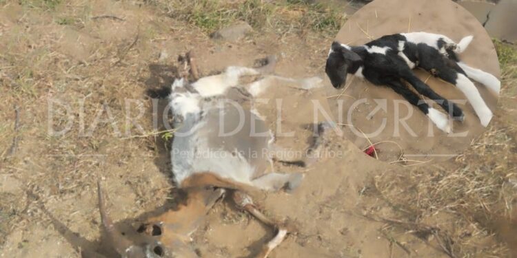 Comunidades de la Alta Guajira piden asistencia de las autoridades sanitarias por muerte de ganado caprino