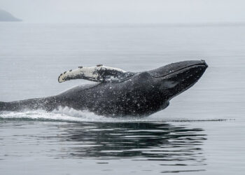 Ballena engulle y escupe a un joven en kayak en Chile