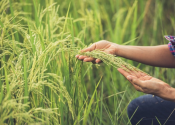 Líder arrocero de La Guajira pide diálogo en lugar de bloqueos