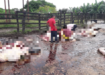 Nuevo golpe al sector ganadero en Galapa: delincuentes sacrifican siete reses y roban equipos agrícolas