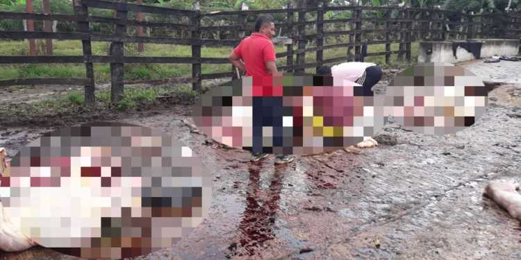 Nuevo golpe al sector ganadero en Galapa: delincuentes sacrifican siete reses y roban equipos agrícolas