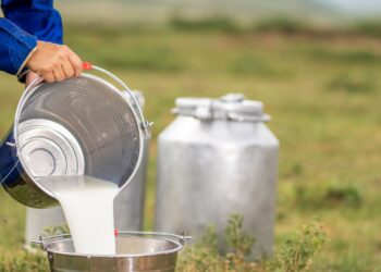 La Guajira, segundo departamento con mejor calidad de leche en Colombia