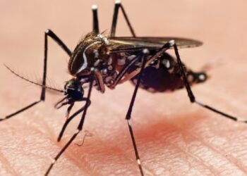 Alerta en Soledad por incremento de casos de dengue: reportan más de 400 contagios en las últimas semanas