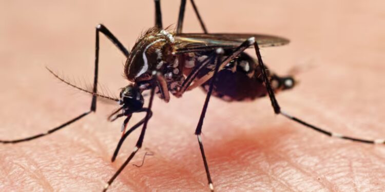 Alerta en Soledad por incremento de casos de dengue: reportan más de 400 contagios en las últimas semanas