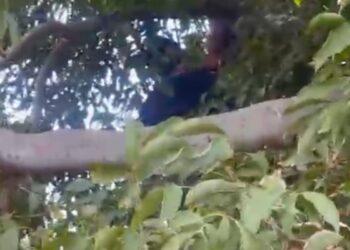 Hombre de 25 años intentó suicidarse colgándose de una soga en un árbol en el barrio Erika Beatriz de Maicao