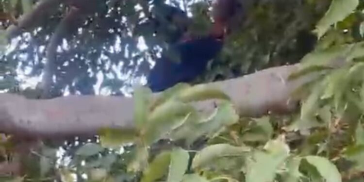 Hombre de 25 años intentó suicidarse colgándose de una soga en un árbol en el barrio Erika Beatriz de Maicao