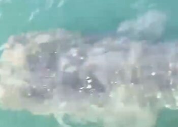 Corpoguajira indicó que la presencia del tiburón ballena en Riohacha, «es un símbolo de la salud de nuestros mares»