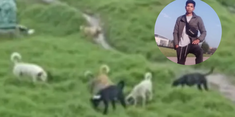 Joven pierde ambos brazos tras feroz ataque de perros callejeros en Bogotá
