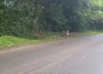 Héroe de cuatro patas: Perro antiexplosivos salva a soldados de una trampa mortal en el Cauca