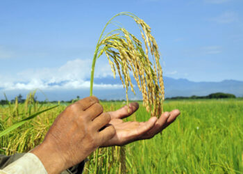 El arroz colombiano, tradición en la mesa, economía y supervivencia