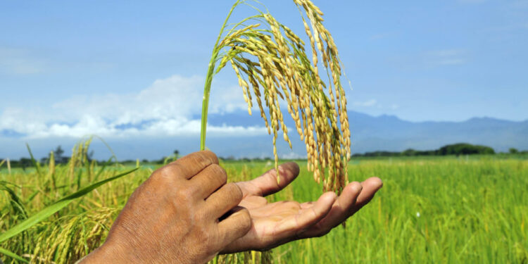 El arroz colombiano, tradición en la mesa, economía y supervivencia
