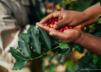 Café colombiano alcanza producción récord: la más alta en 29 años