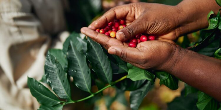 Café colombiano alcanza producción récord: la más alta en 29 años