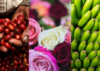 Aranceles de Trump amenazan exportaciones de café, flores y banano en Colombia