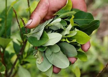 ONU estudiará los usos industriales de la hoja de coca tras solicitud de Colombia