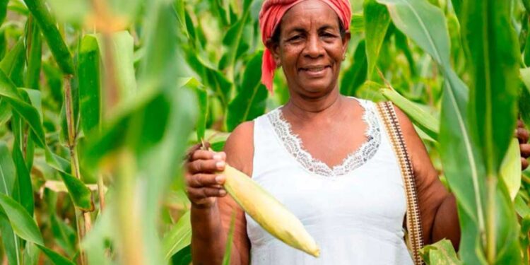 Más de 400 proyectos productivos se postularon al programa Sembrando Vida del Gobierno nacional