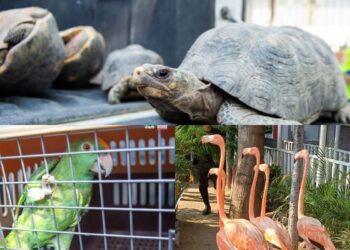 Judicializado hombre que mantenía en cautiverio a diferentes especies de animales en un hotel de Santa Marta