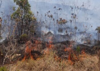 Incendio forestal arrasa con más de 600 hectáreas de la serranía del Perijá