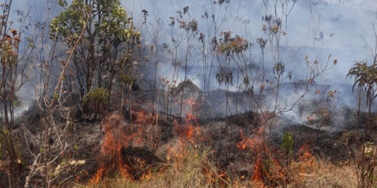 Incendio forestal arrasa con más de 600 hectáreas de la serranía del Perijá