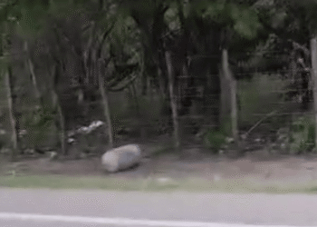 Falsa alarma por posible explosivo moviliza a la Fuerza Pública en la vía Albania – Maicao