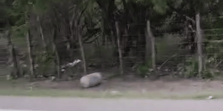 Falsa alarma por posible explosivo moviliza a la Fuerza Pública en la vía Albania – Maicao