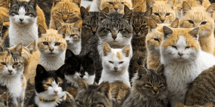 Reubican a 200 gatos del puente de Los Caracoles en Cartagena