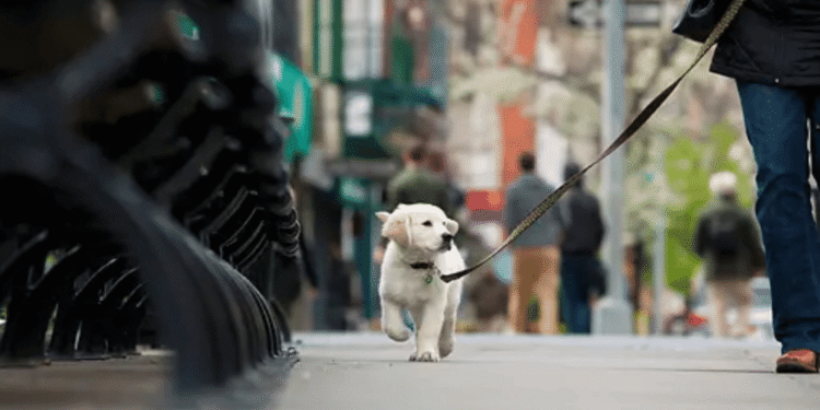Escuchando a la comunidad: denuncian falta de control de mascotas en el barrio Eurare