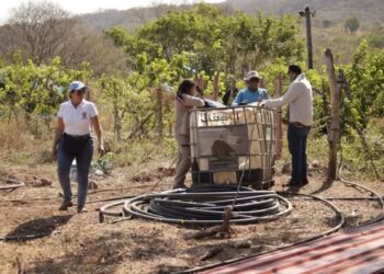 Villanueva impulsa la producción de maíz con parcela demostrativa en La Petronita