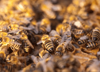 Extranjero habría muerto tras ataque de abejas en zona rural de Riohacha