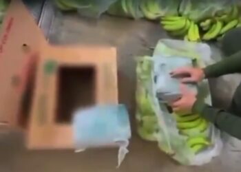 Incautan 300 kilos de cocaína ocultos en cargamento de plátanos en puerto de Santa Marta