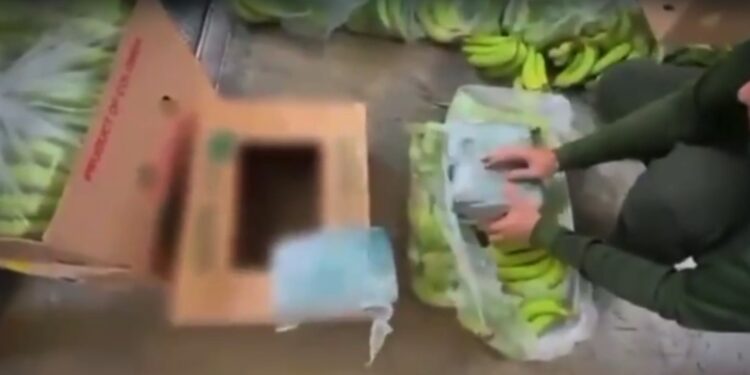 Incautan 300 kilos de cocaína ocultos en cargamento de plátanos en puerto de Santa Marta