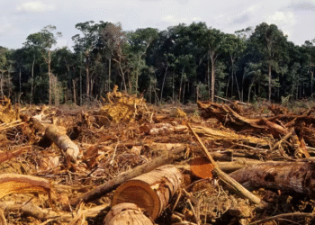 Grave deforestación en la Amazonía: más de 88.000 hectáreas arrasadas y 1.100 km de vías ilegales