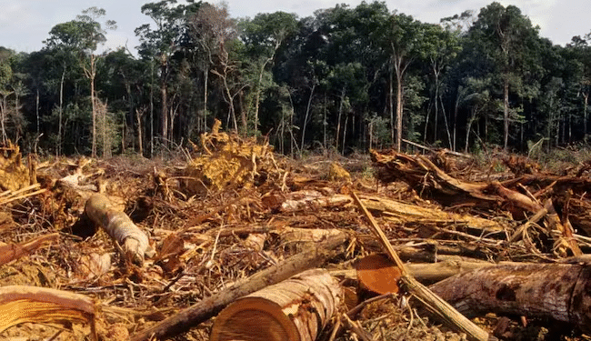 Grave deforestación en la Amazonía: más de 88.000 hectáreas arrasadas y 1.100 km de vías ilegales