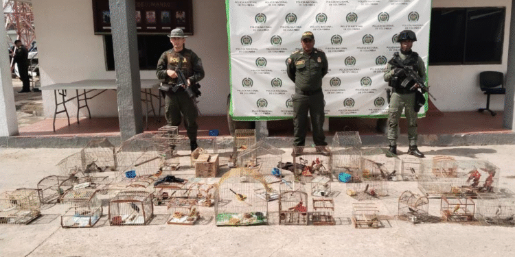 Policía Nacional incauta 48 aves silvestres víctimas del tráfico ilegal en Maicao