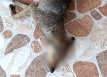 Autoridades de Albania hablan del presunto caso de envenenamiento de caninos en el municipio