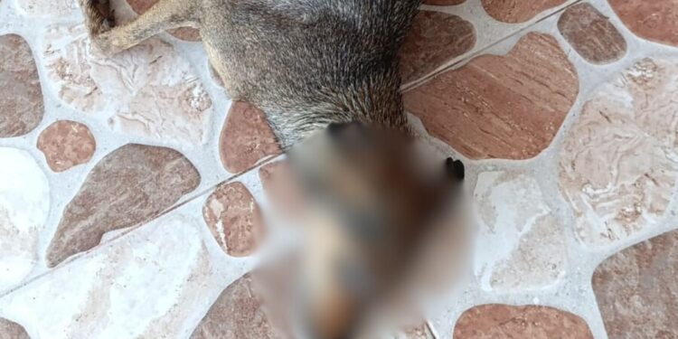 Autoridades de Albania hablan del presunto caso de envenenamiento de caninos en el municipio