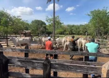 Hallan 23 semovientes bovinos robados en Sucre dentro de un predio en zona rural de Maicao