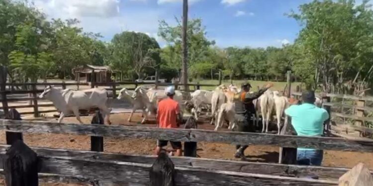 Hallan 23 semovientes bovinos robados en Sucre dentro de un predio en zona rural de Maicao