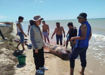 Ballena piloto juvenil fue encontrada en costas de  la comunidad de Samaria, en Manaure