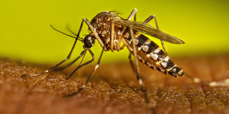 Preocupación por el dengue en La Guajira: casos duplican la media nacional y autoridades intensifican estrategias preventivas
