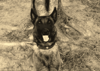 Falleció Sansón, el perro héroe que evitó tragedia en campo minado en Antioquia