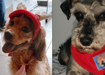 Condenan a dos responsables de maltrato animal en tiendas de mascotas en Bogotá