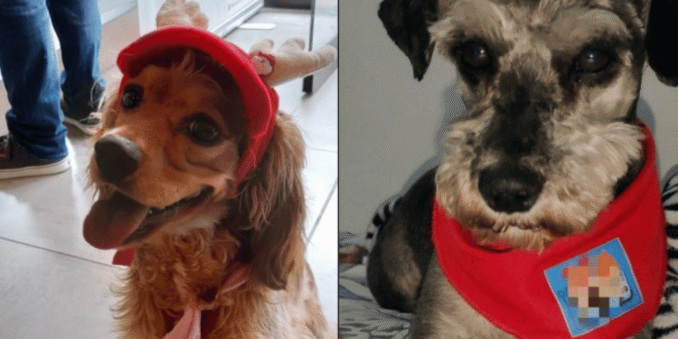 Condenan a dos responsables de maltrato animal en tiendas de mascotas en Bogotá