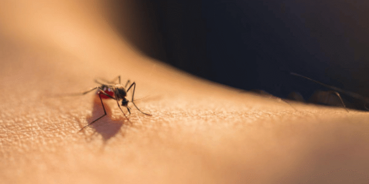 Alerta sanitaria en La Guajira: Secretaría de Salud reporta incremento de dengue y refuerza brigadas de atención comunitaria