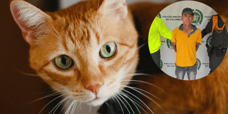 Quedó en libertad el primer condenado bajo la Ley Ángel por matar a un gato en Bucaramanga