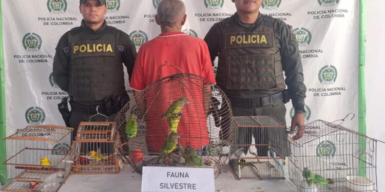 Capturan en Manaure a adulto mayor con 13 aves silvestres en su poder
